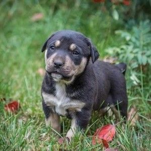 Meet your Posher, Posh